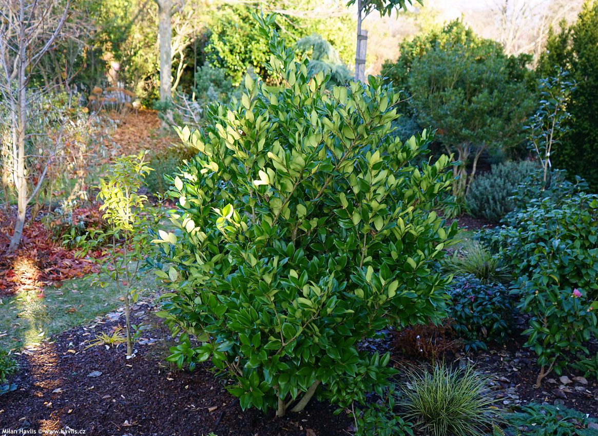 ligustrum japonicum Texanum