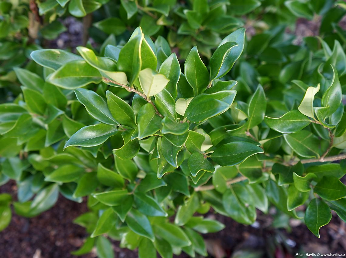 ligustrum japonicum Texanum