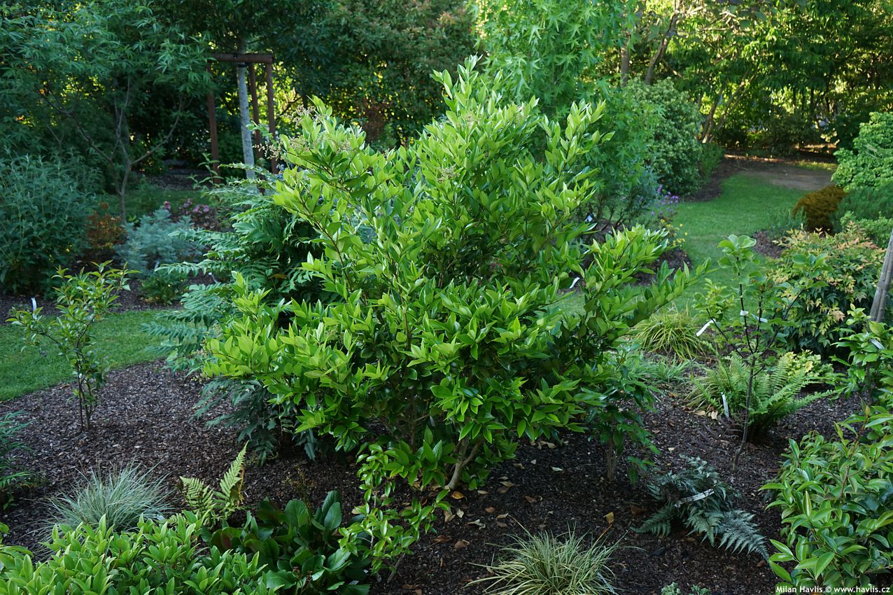 ligustrum japonicum Texanum