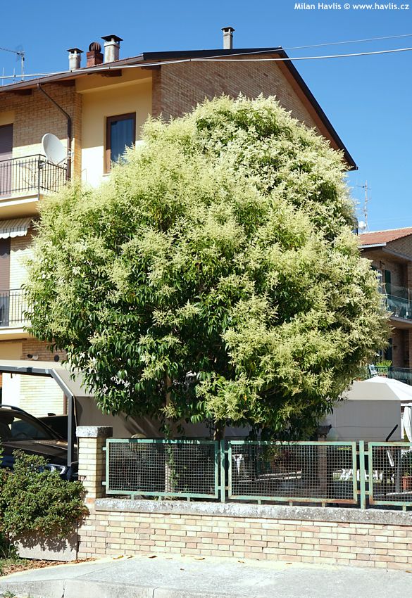 ligustrum lucidum