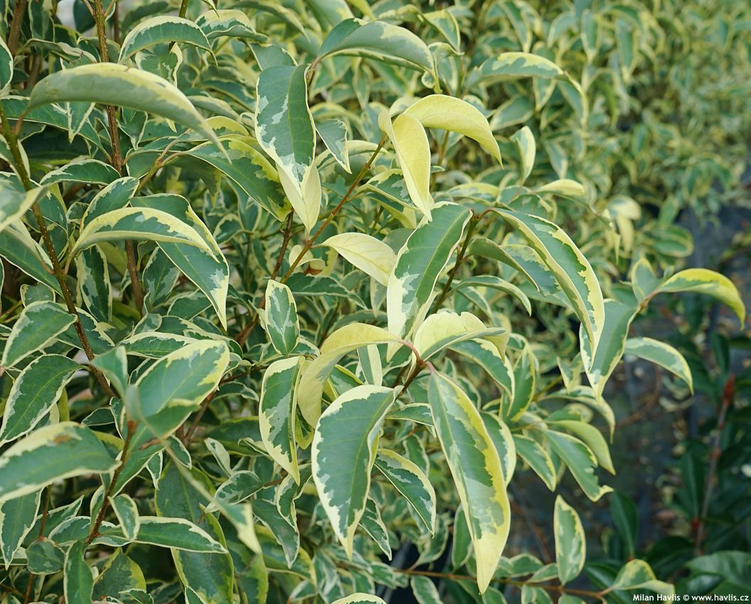 ligustrum lucidum Excelsum Superbum
