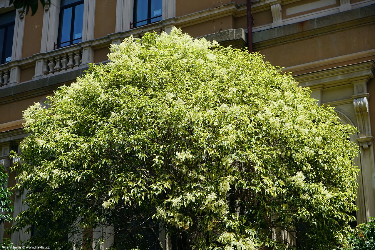 ligustrum lucidum Excelsum Superbum