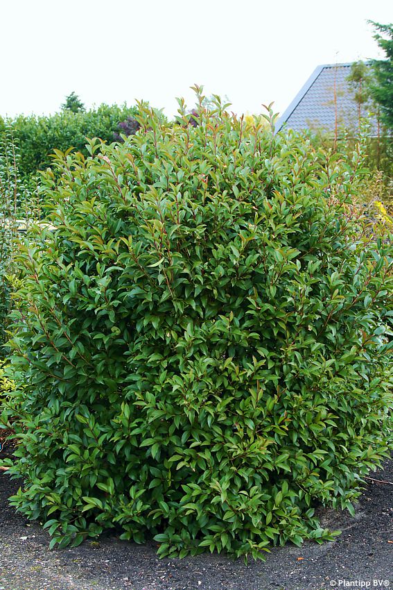 ligustrum lucidum Green Screen