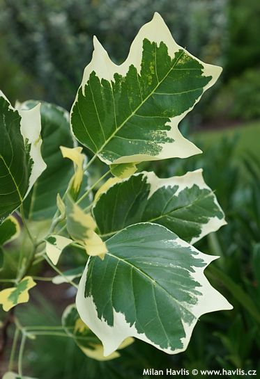 Liriodendron tulipifera 'SNOWBIRD'