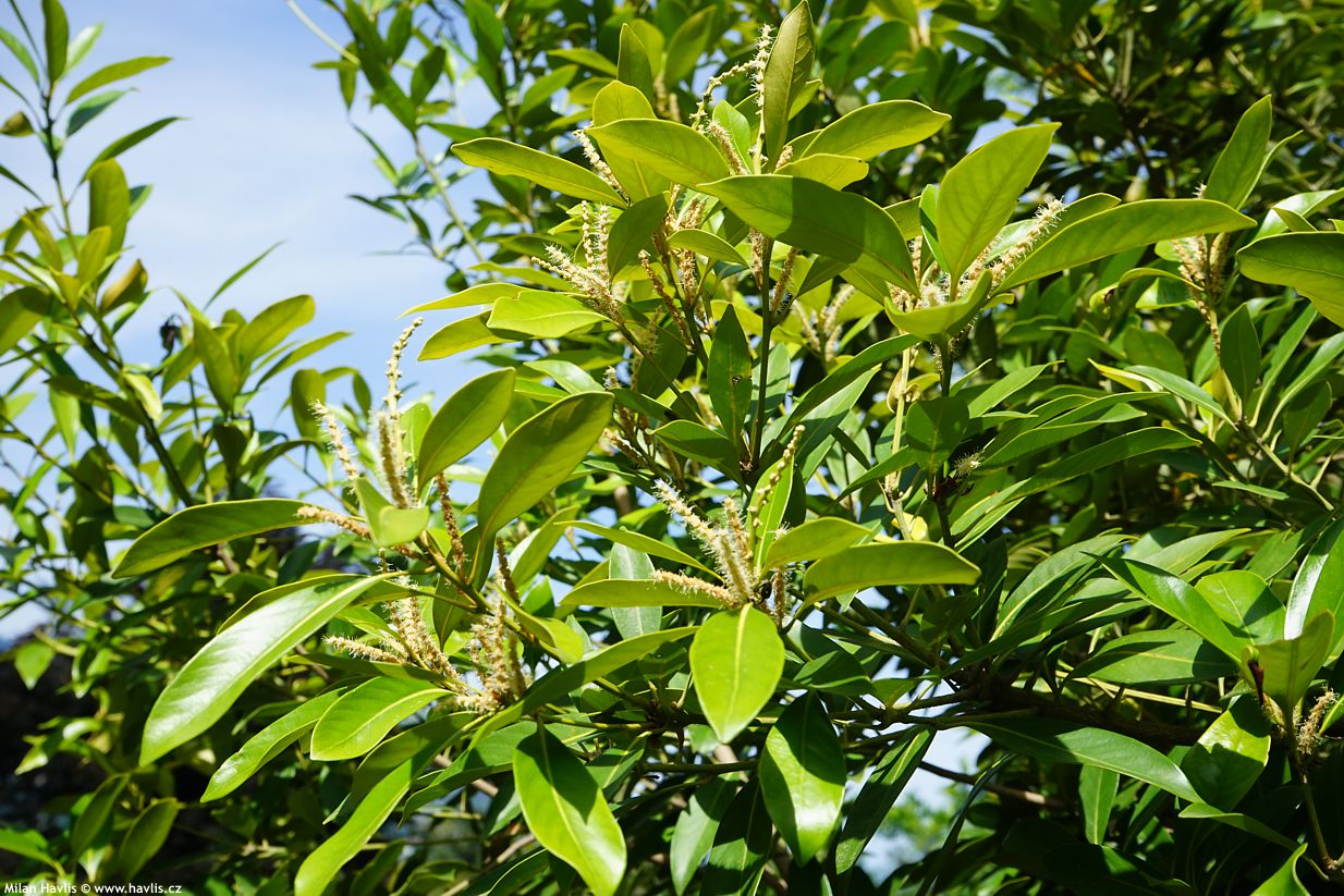 lithocarpus edulis