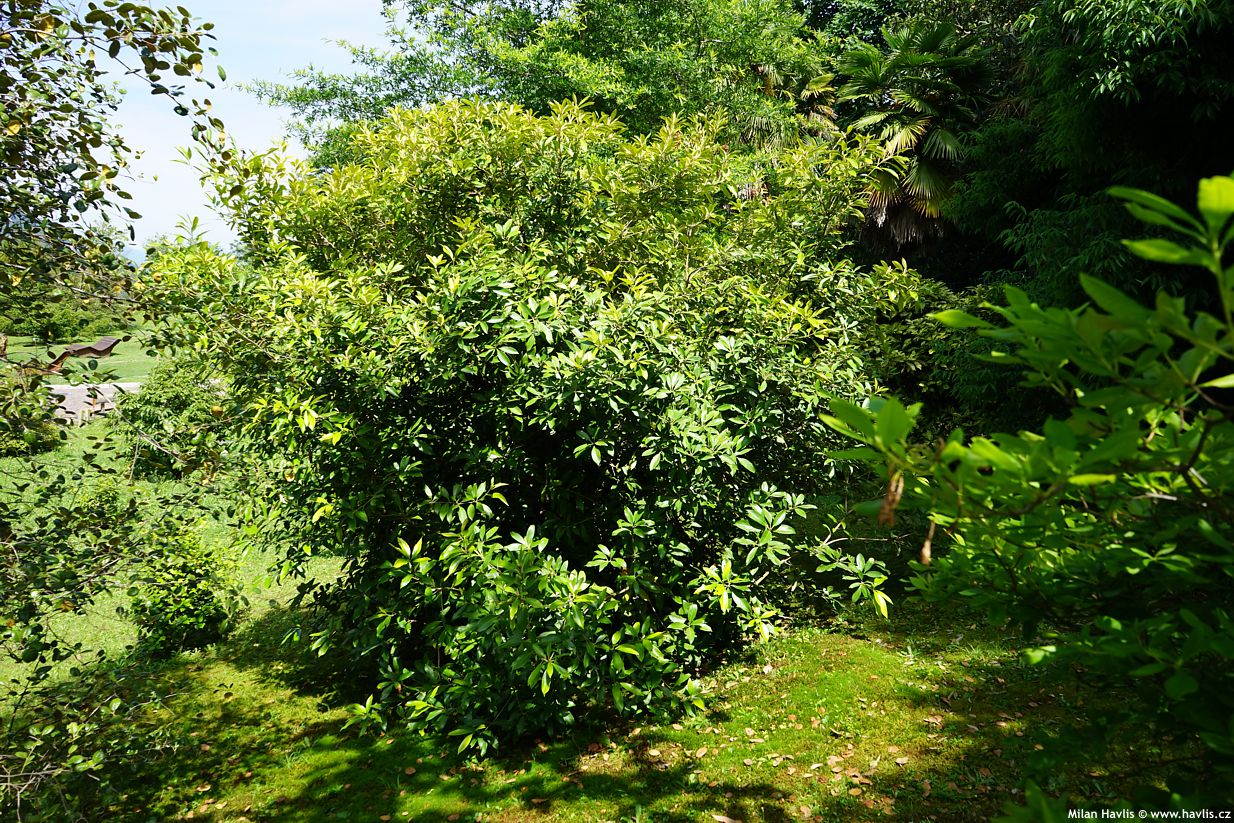 lithocarpus edulis