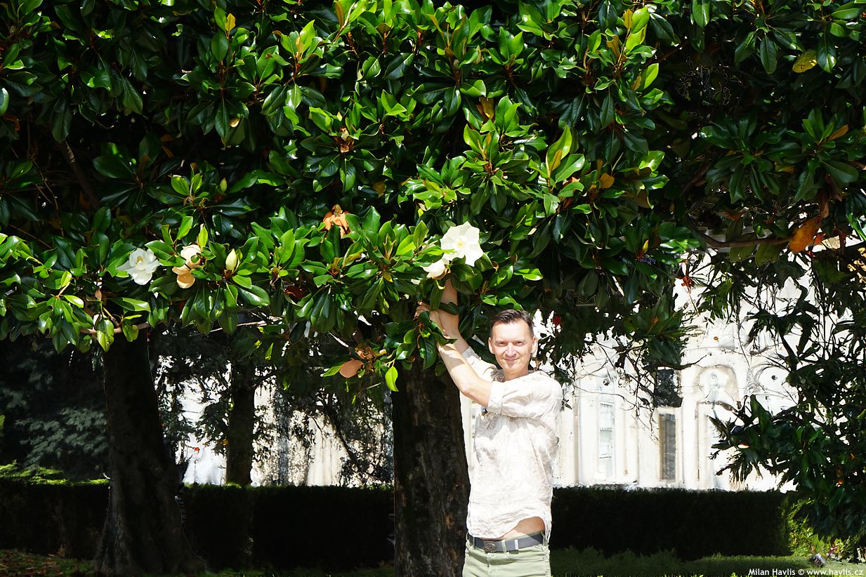 magnolia grandiflora - Milan Havlis