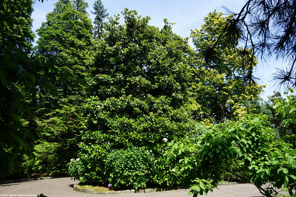 magnolia grandiflora