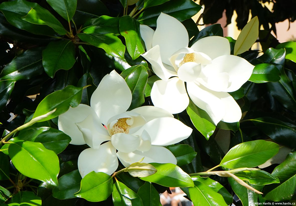 magnolia grandiflora