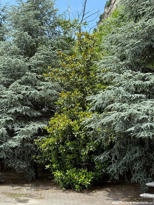 magnolia grandiflora Galisonniere
