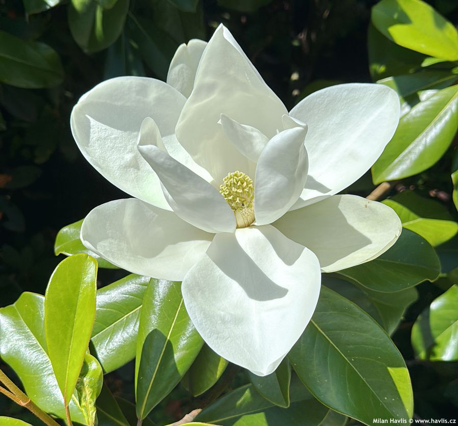 magnolia grandiflora Goliath