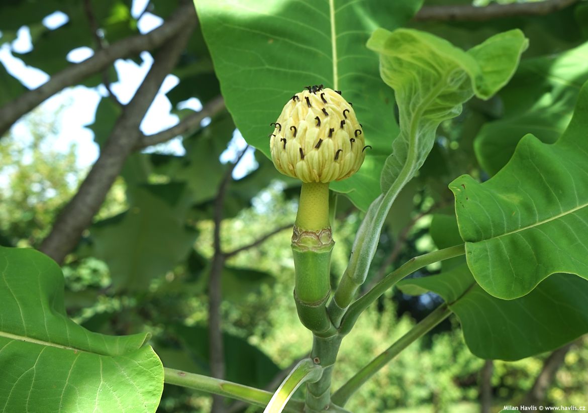 magnolia macrophylla