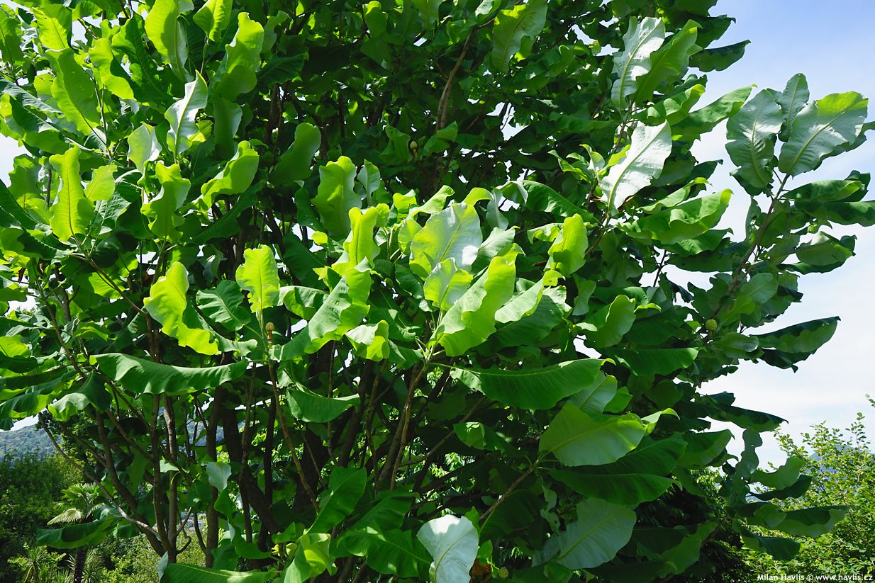 magnolia macrophylla