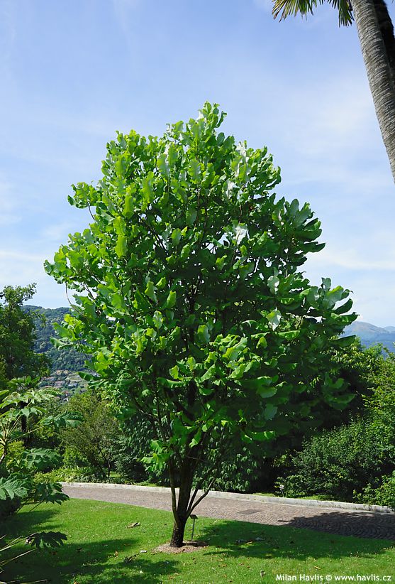 magnolia macrophylla