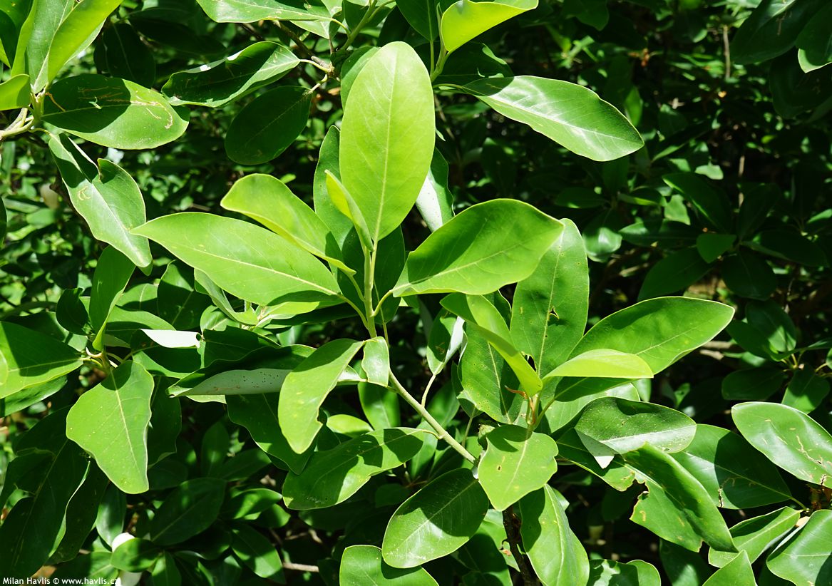 magnolia virginiana