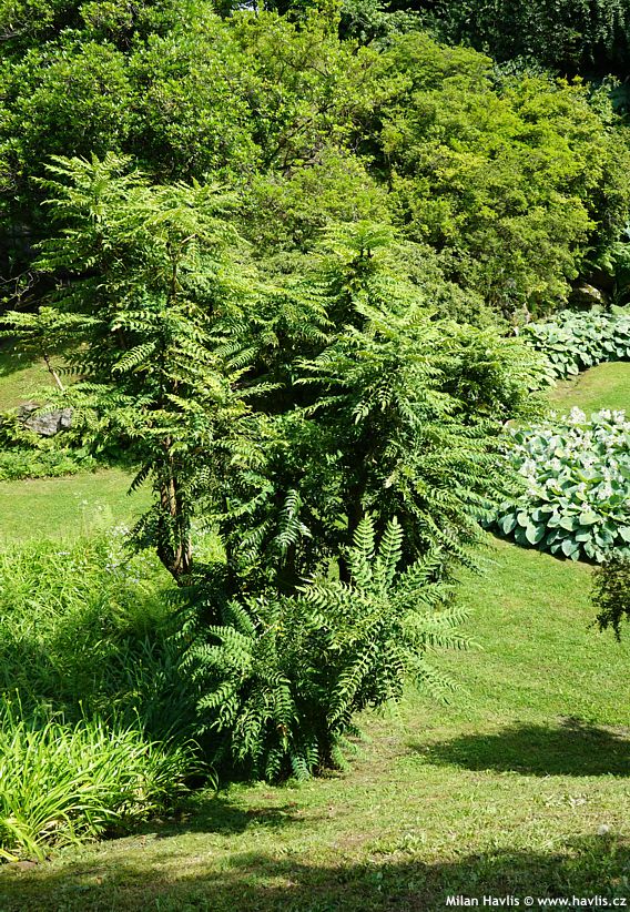 mahonia lomariifolia