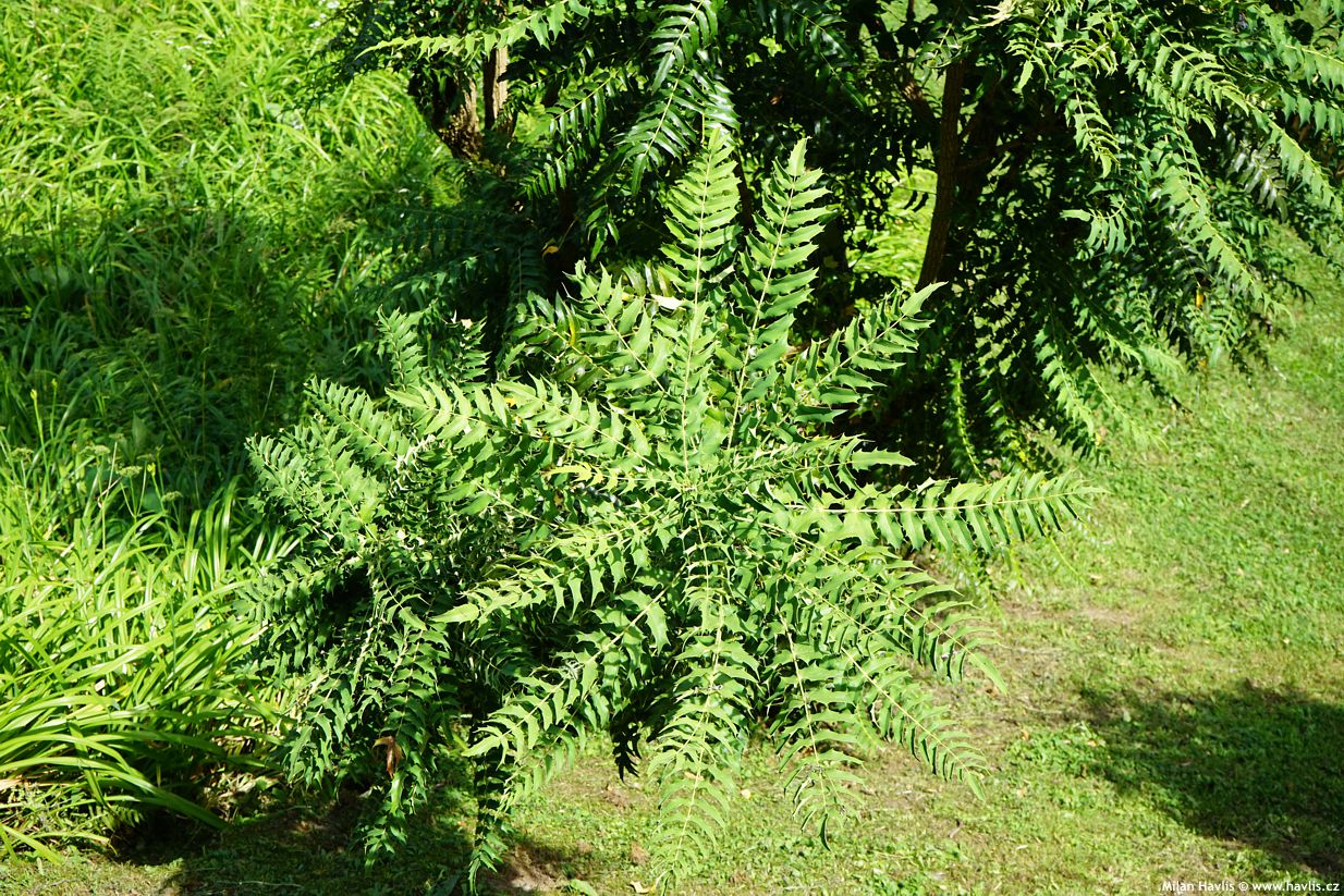 mahonia lomariifolia