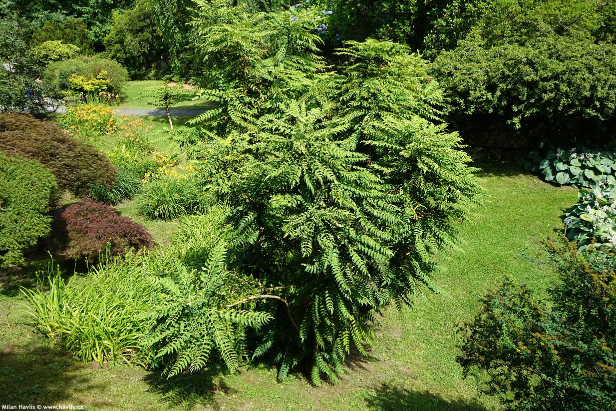 mahonia lomariifolia