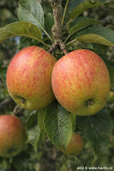 Malus domestica 'COX'S ORANGE PIPPIN'