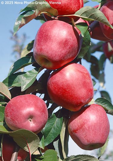 Malus domestica 'GLOSTER'