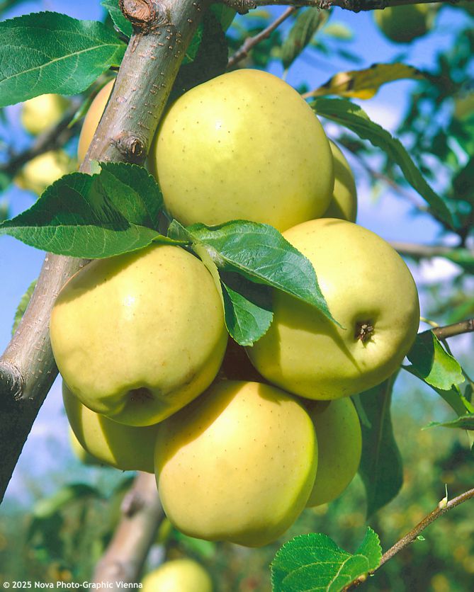 malus domestica Golden Delicious NOVA.jpg