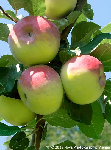 Malus domestica (Princess Louise, Marquis of Lorne) 'ISTECK LAHDKOV'