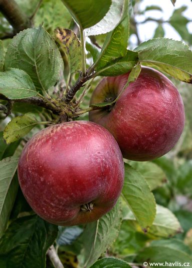 Malus domestica 'SPARTAN'