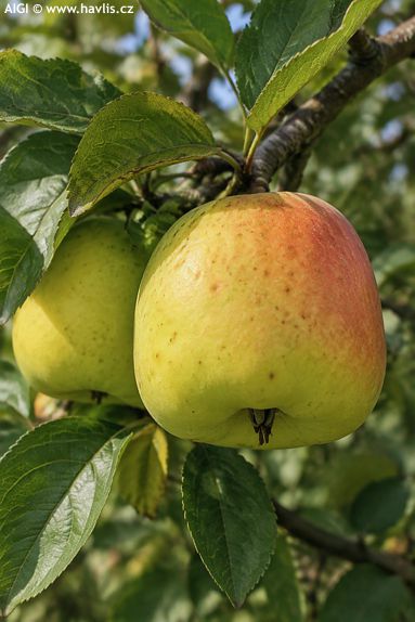 Malus domestica 'ZVONKOVÉ'