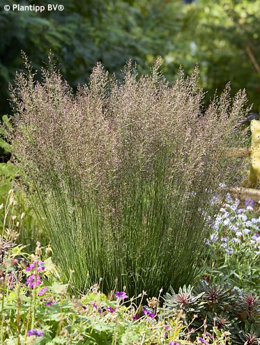 Molinia caerulea 'BANSHEE'