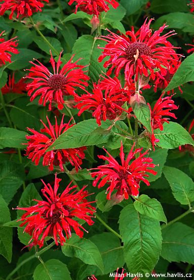 Monarda 'COLRAIN RED'
