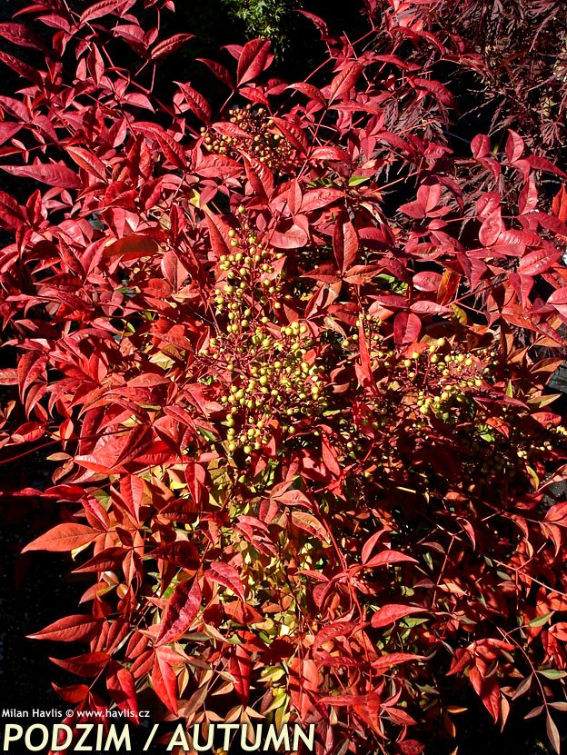 nandina domestica 2010 keř podzim.jpg