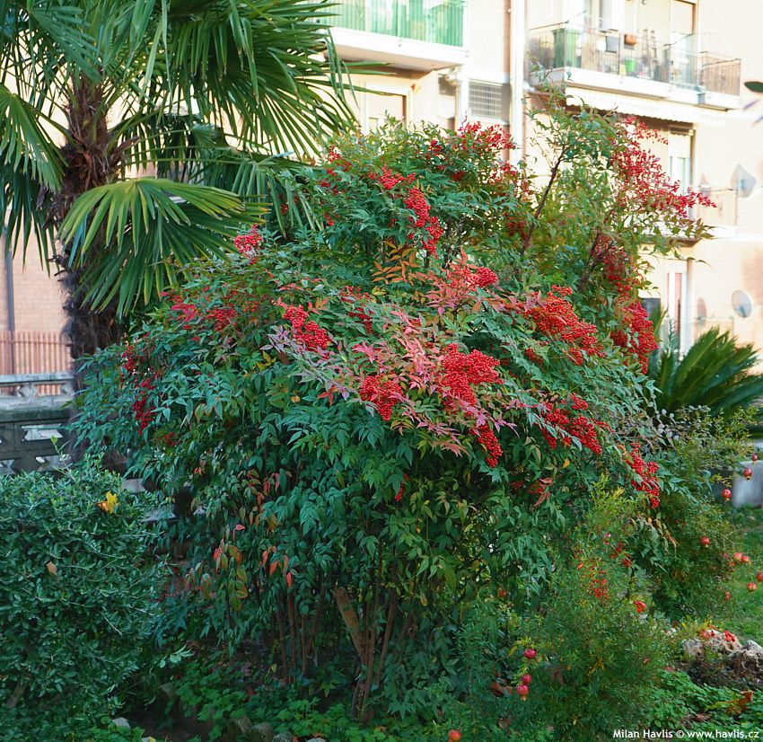 nandina domestica 2021 2.jpg