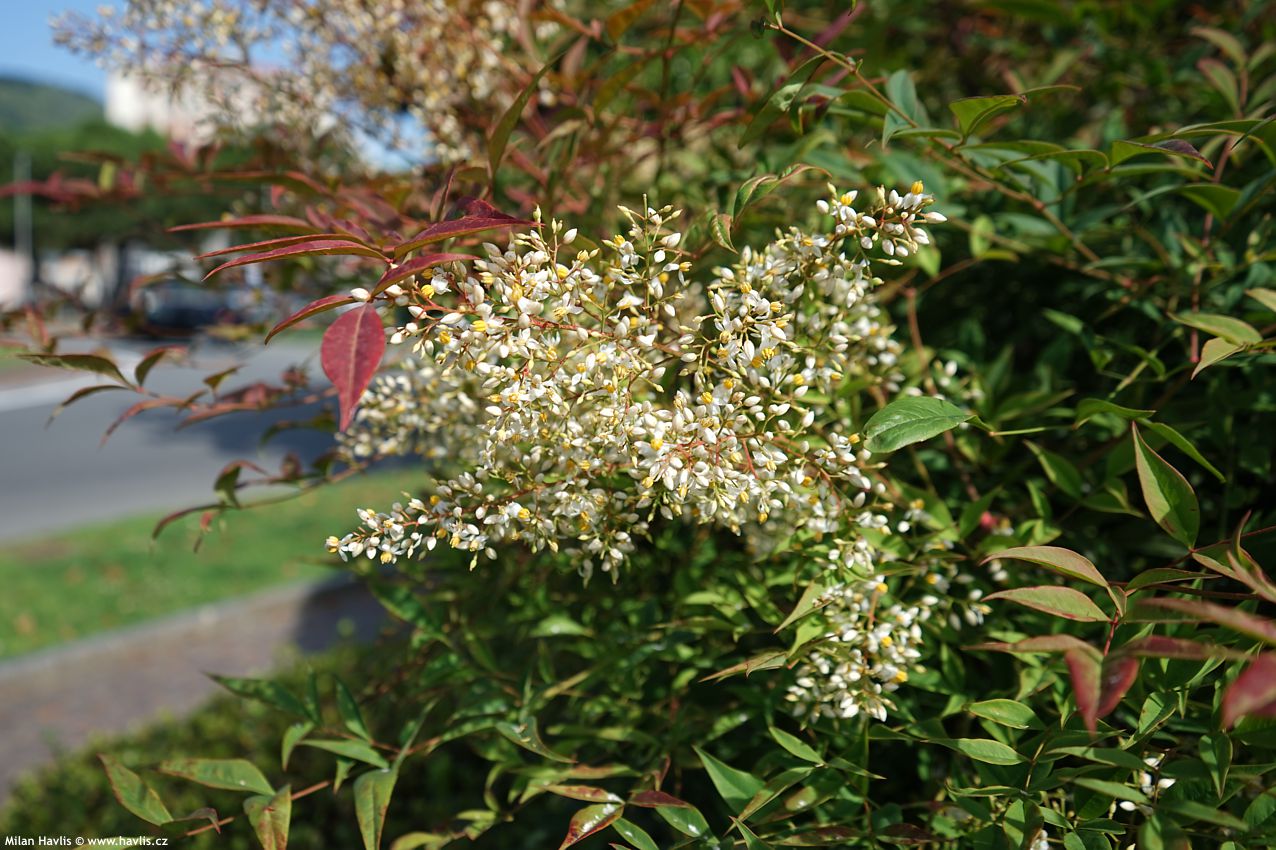 nandina domestica 2025 (12).jpg