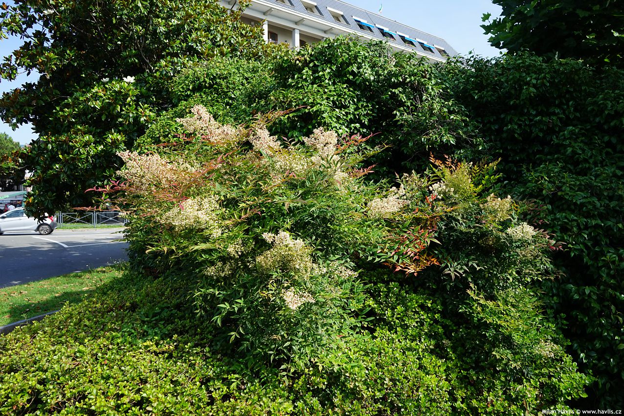 nandina domestica 2025 (14).jpg