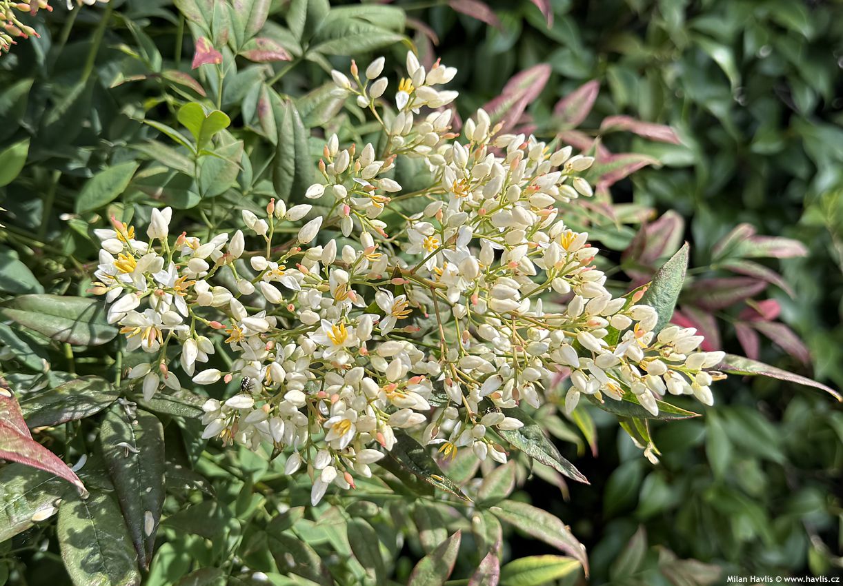 nandina domestica 2025 (3).jpg
