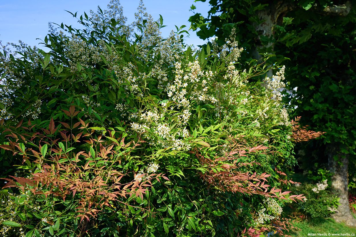 nandina domestica