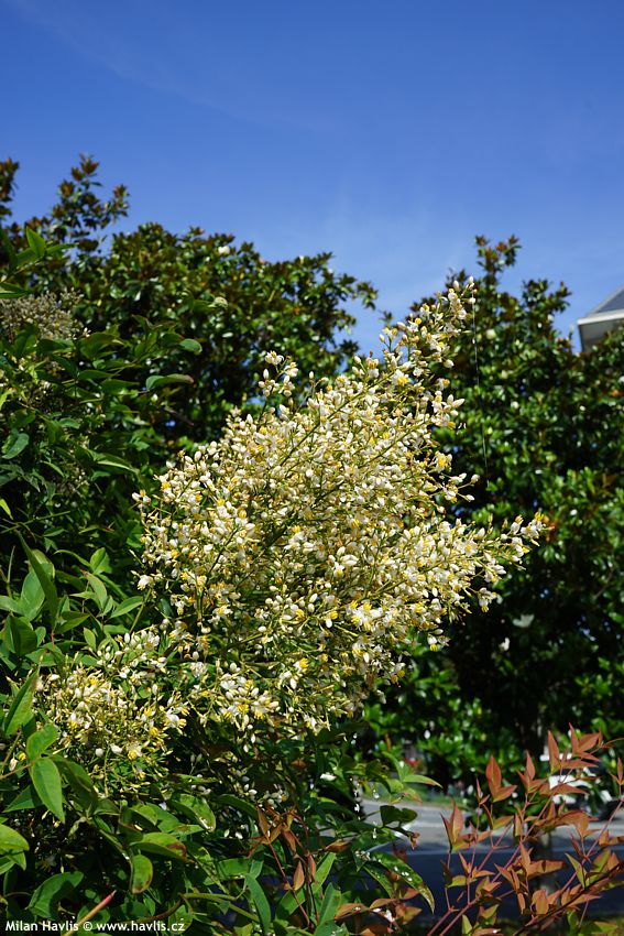 nandina domestica 2025 (8).jpg