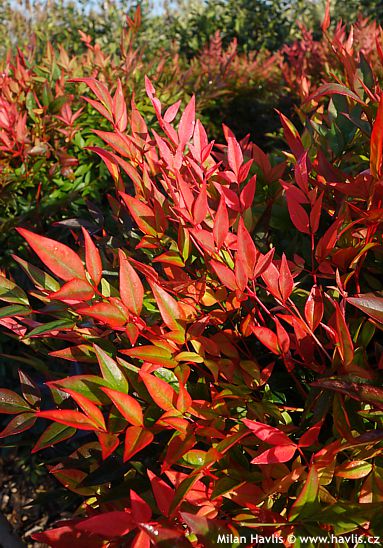 Nandina domestica 'GULF STREAM'