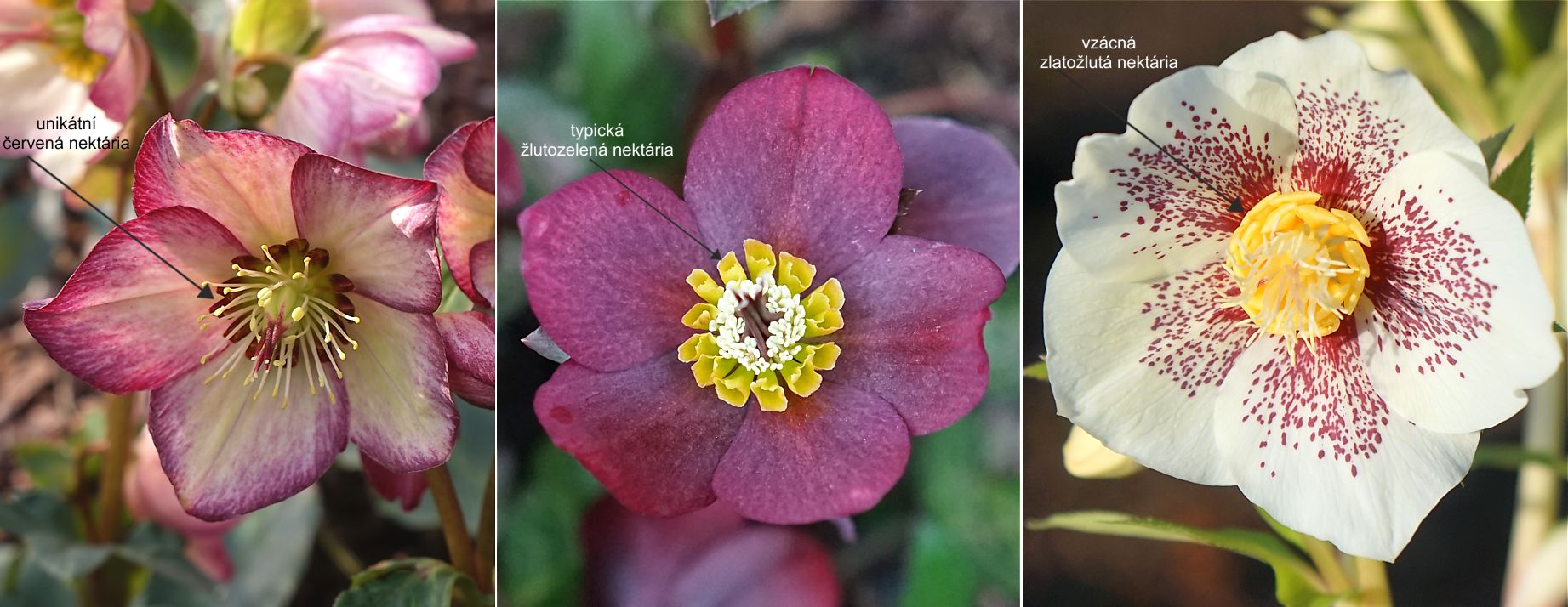 nekt�ria barvy.jpg