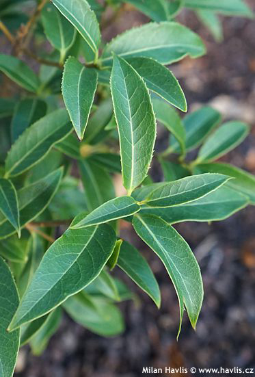 Osmanthus serrulatus vonokvtka pilovit