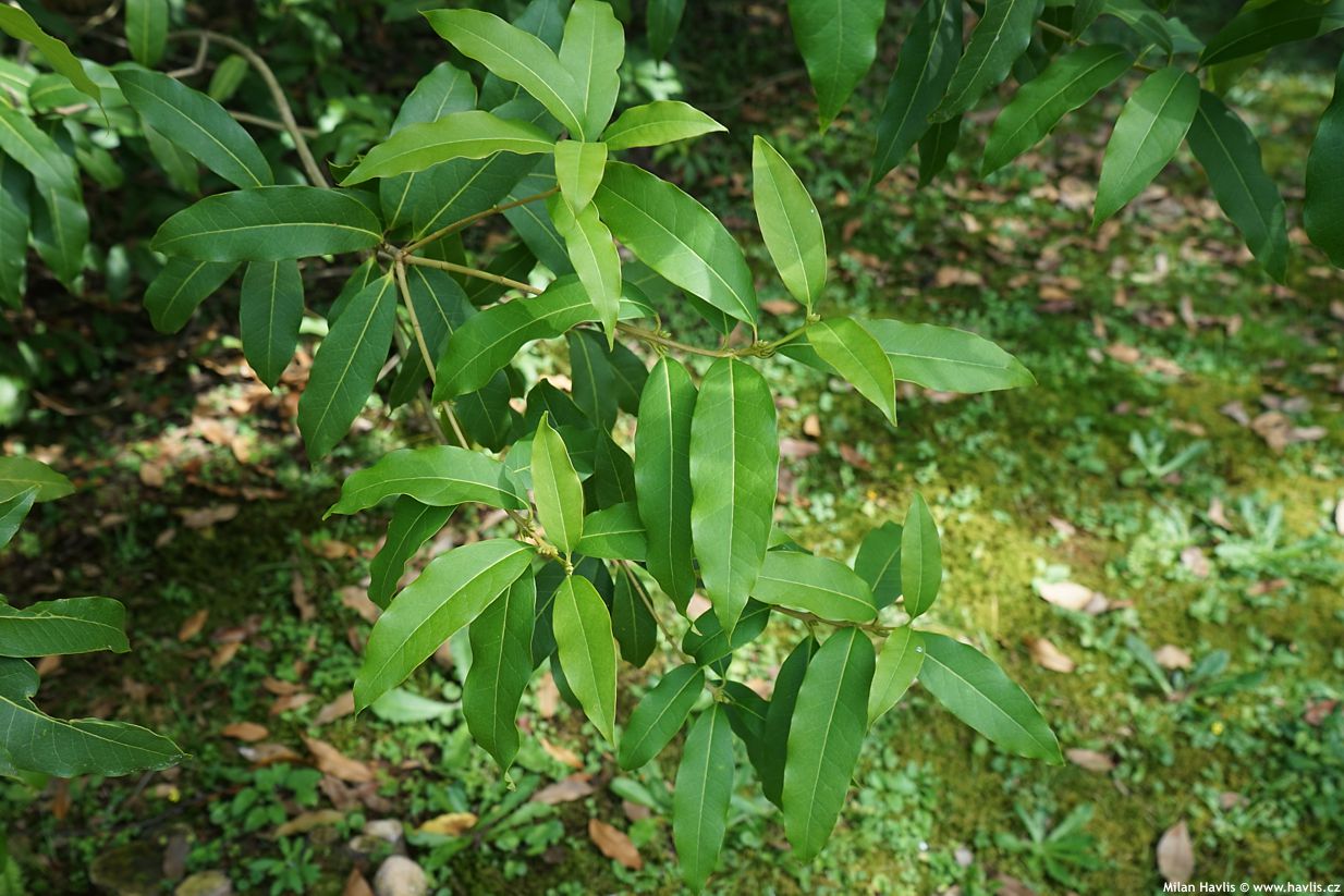 osmanthus yunnanensis