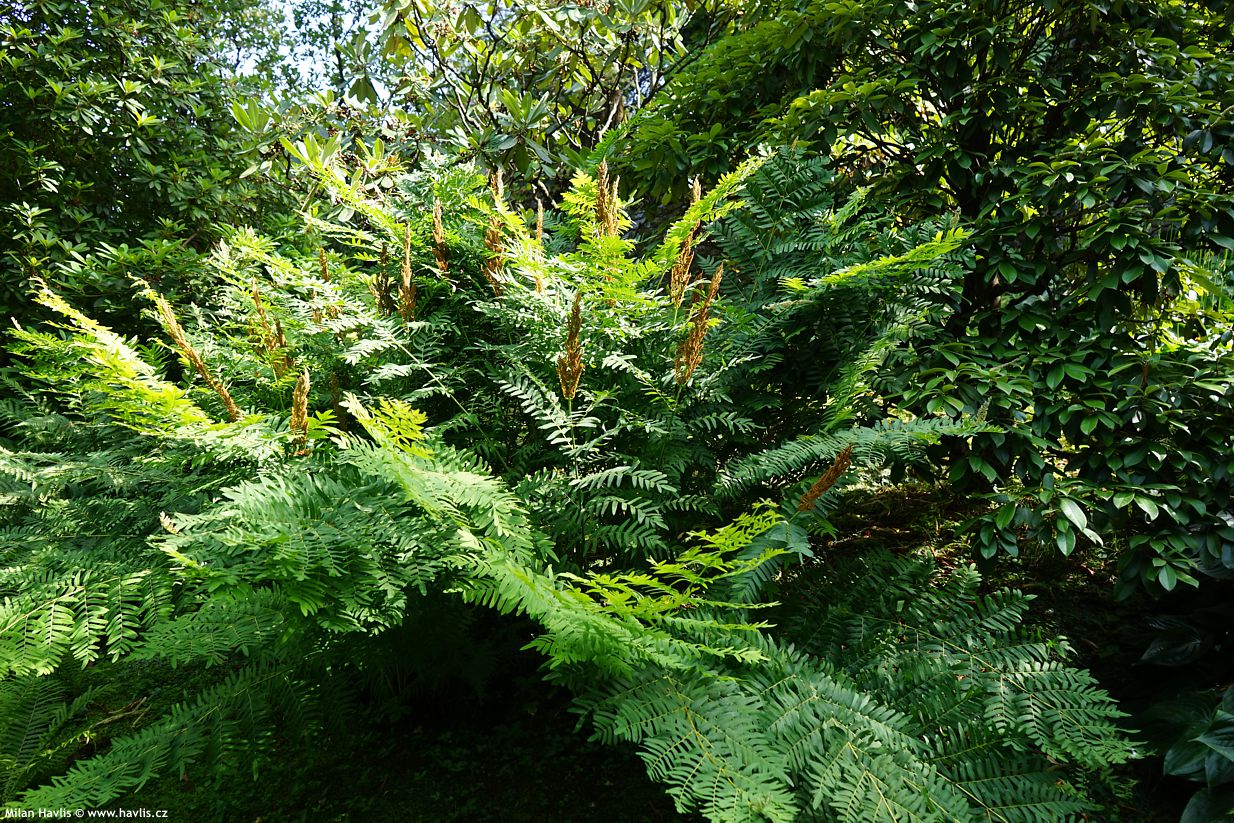 osmunda regalis