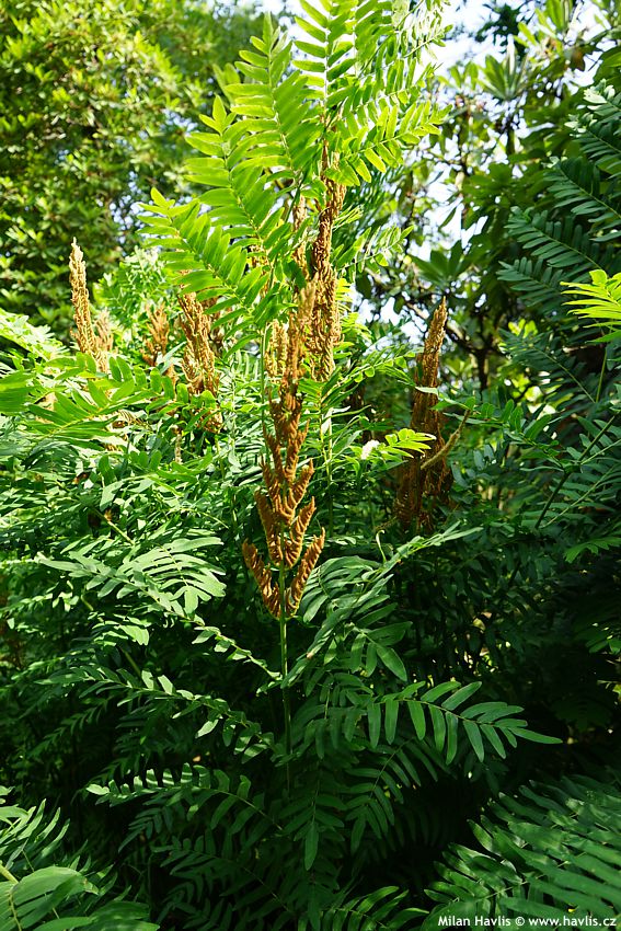 osmunda regalis