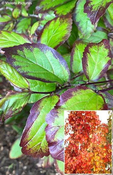 Parrotia persica 'JL Columnar' PERSIAN SPIRE