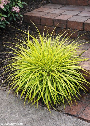 Pennisetum alopecuroides (Cenchrus alopecuroides) 'HAMELN GOLD'