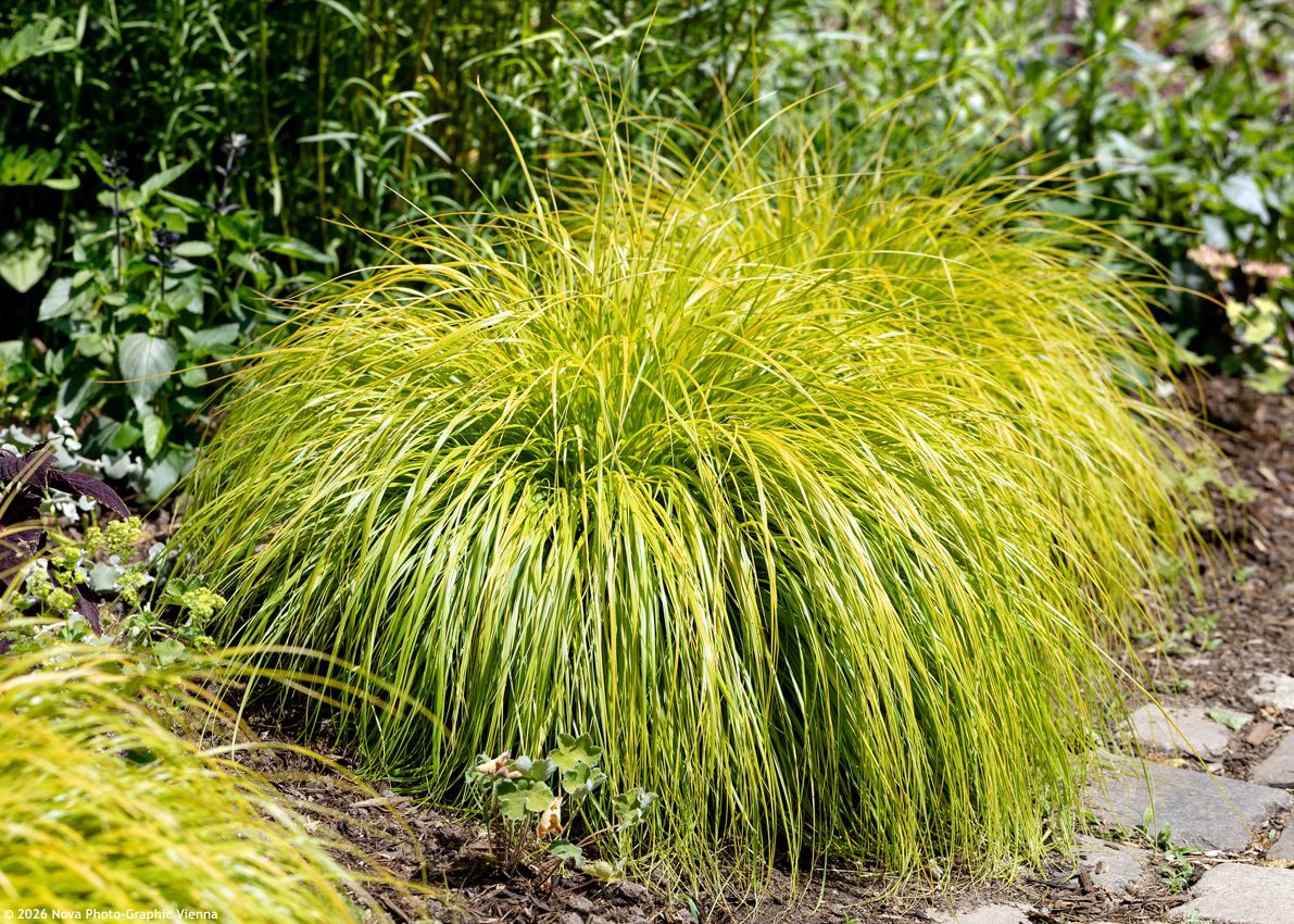 pennisetum alopecuroides Hameln Gold NOVA 1.jpg