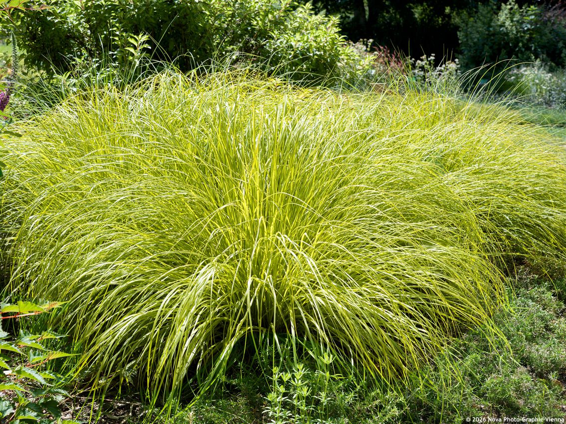 pennisetum alopecuroides Hameln Gold NOVA 2.jpg