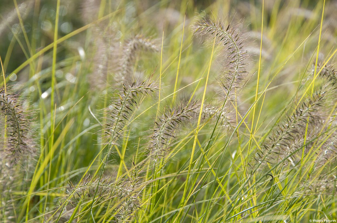 pennisetum alopecuroides Hameln Gold VIS 1.jpg