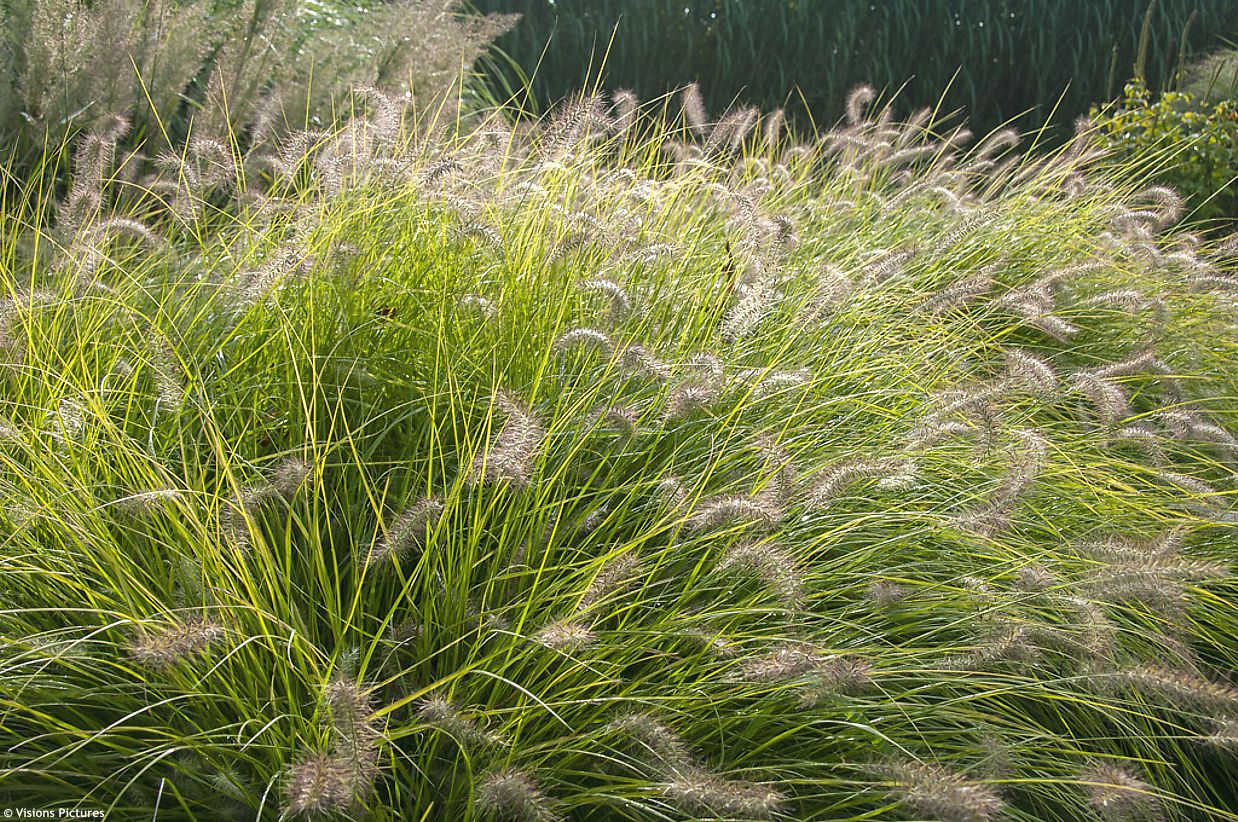 pennisetum alopecuroides Hameln Gold VIS 2.jpg