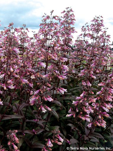 Penstemon 'DARK TOWERS'